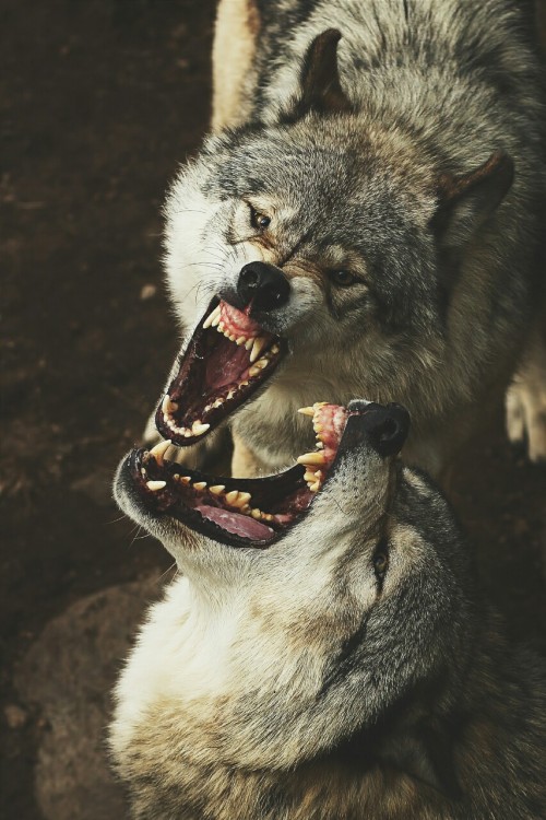 ikwt:Timber wolves smile (Jim Cumming) | instagram