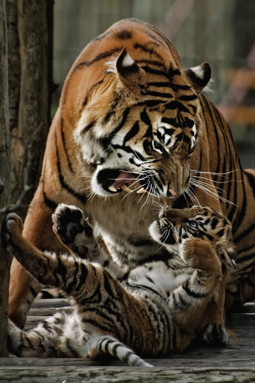 draftthemes:voices:Tigers | Instagram | Facebook High...