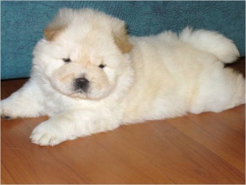 chow chow puppies on Tumblr