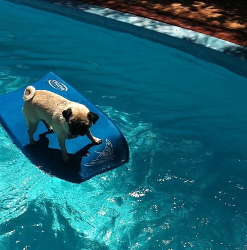 dog surfing on Tumblr