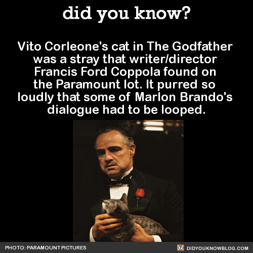did-you-kno-vito-corleones-cat-in-the-godfather