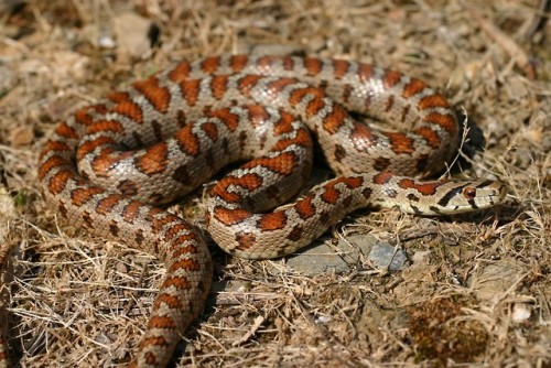 lovingexotics - Leopard Snake Zamenis Situla Source - Here