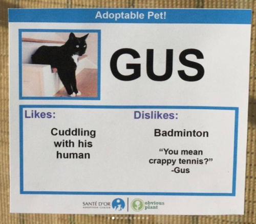 babyanimalgifs:Shelter created hilarious profiles for their...