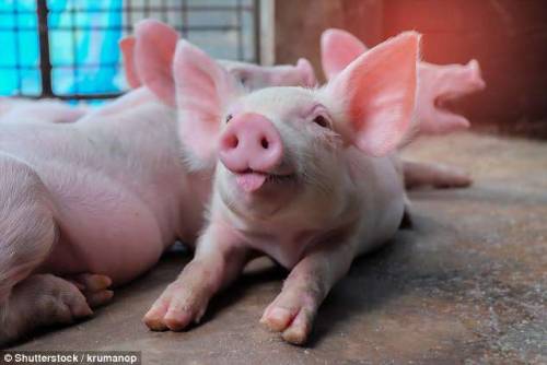 Controversial plans to grow human organs inside ANIMALS set to...