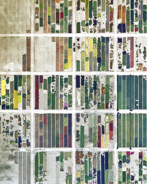 dailyoverview - A variety of flowers, ornamental grasses, and...