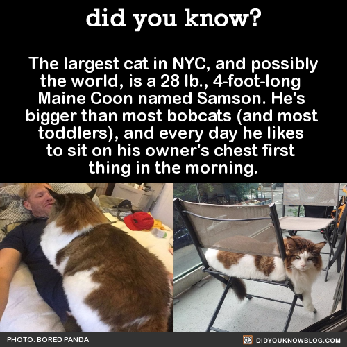 armed-and-androgynous - did-you-kno - The largest cat in NYC, and...