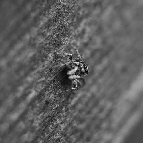 #spider #macro #blackandwhite #spring #jumpingspider #insect...