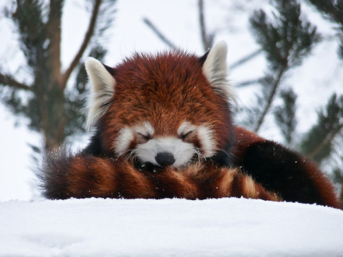 duilligentdancer - sixpenceee - When its cold, red pandas use...