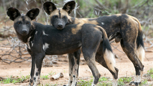 trilllizard666 - ainawgsd - ainawgsd - African Wild DogsMay was a...