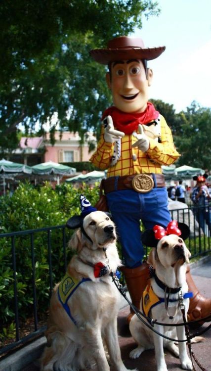 babyanimalgifs - Service Dogs take on Disneyland