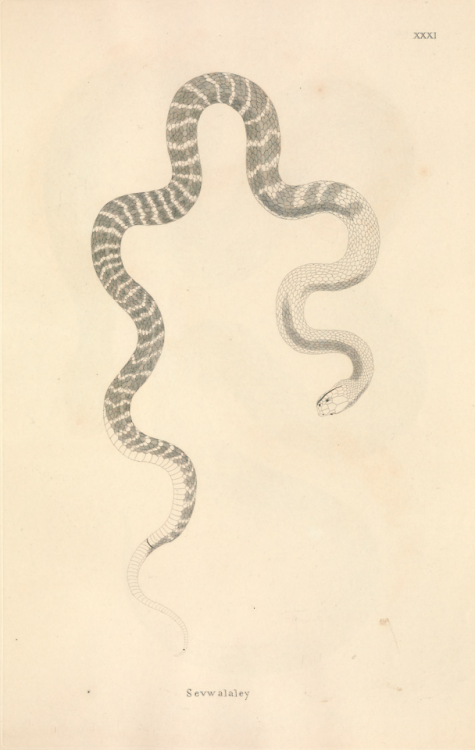 nemfrog:Plate XXXI.  An account of Indian serpents, collected...