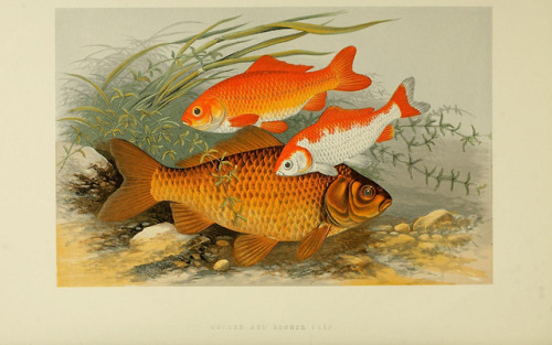 ooksaidthelibrarian - British fresh water fishes v.1 