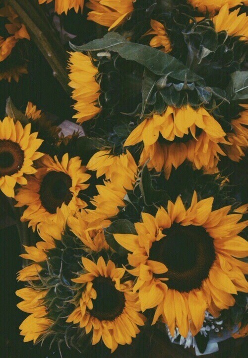 Sunflowers on Tumblr
