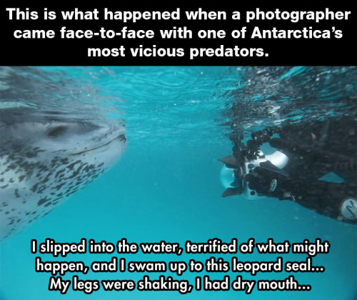 unrepentantwarriorpriest - unamusedsloth - “Vicious” Leopard seal...