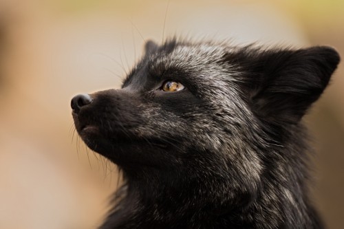 everythingfox:Wise Silver FoxPhoto byOutback Photo...