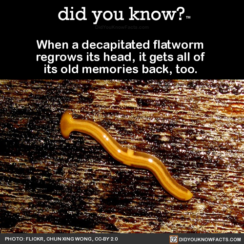 when-a-decapitated-flatworm-regrows-its-head-it