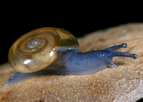emerald-of-the-eight:A lovely dark-bodied glass snail [Oxychilus...