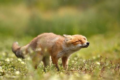 everythingfox - This fox is shaking his problems awayPhoto...