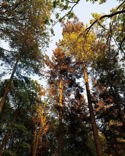 Head up in the trees by Tim AllenWebsite | Store Instagram |...