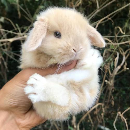 fluffylittlemallow - adorable-bunnies - ❤️AwwwwSuch cute lil...