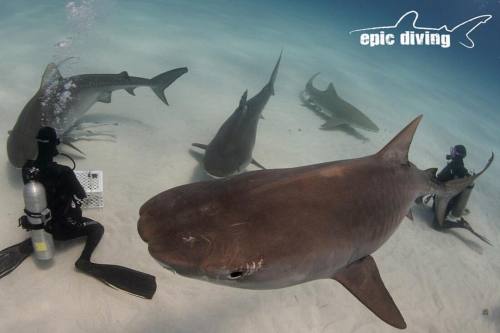 epicdiving:The view from above! #tigerbeach #tigershark...