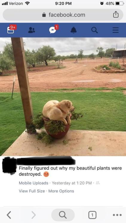 doggopupperforpres - My cousins’s dog decided this large flower...