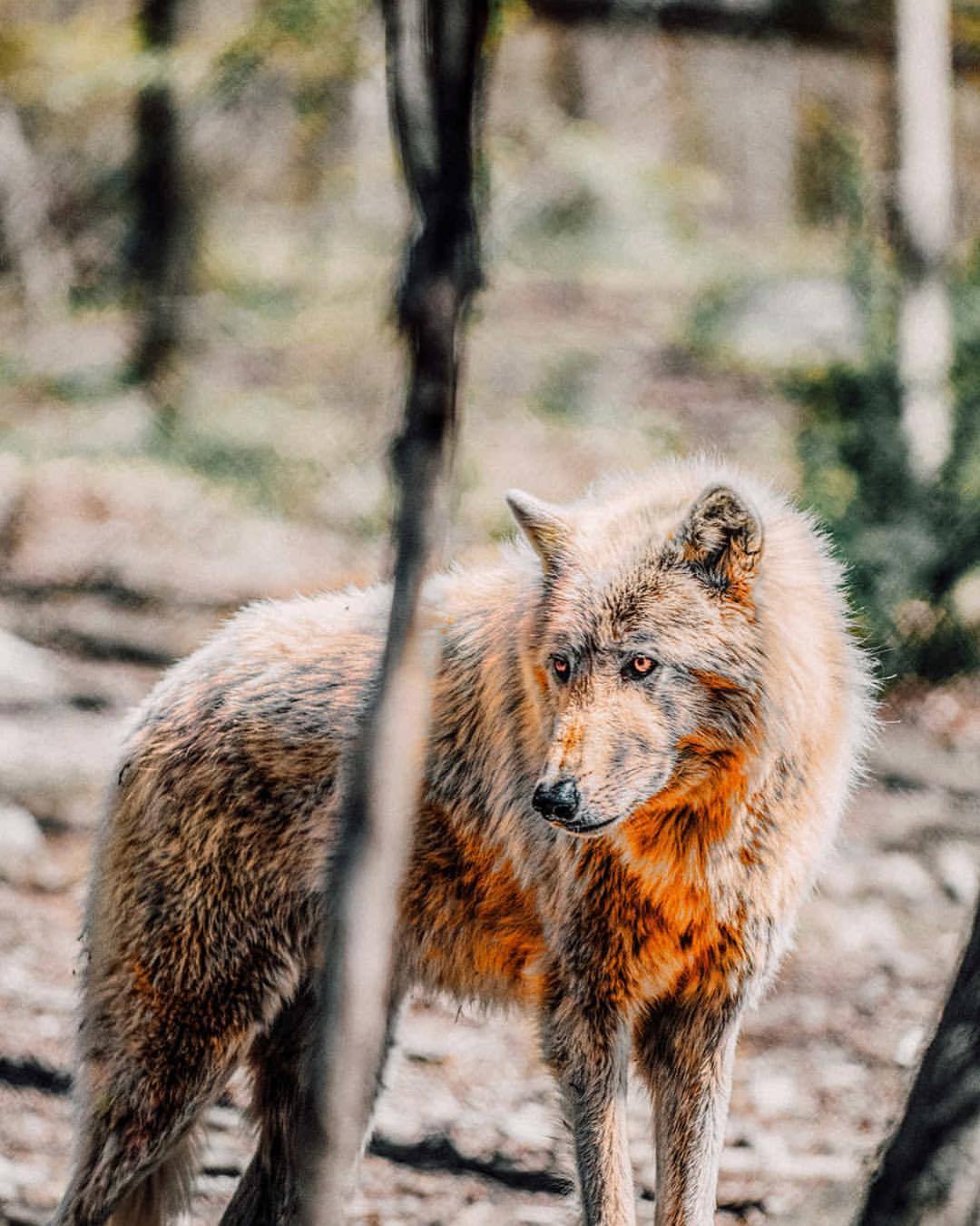 ~ By Dylan Colon ~
#wolves #photography
https://www.instagram.com/p/Bnw-mV-Hlwi/?utm_source=ig_tumblr_share&igshid=xn1on2bqfhww