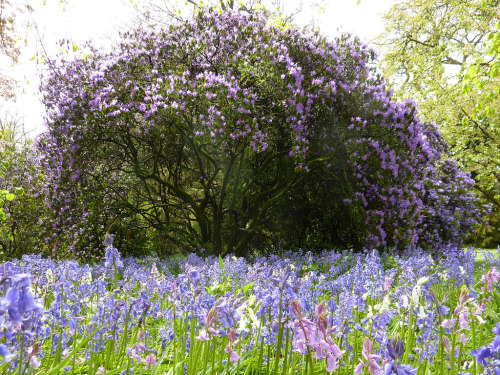pocula - Bluebells & Purple Rhododendron