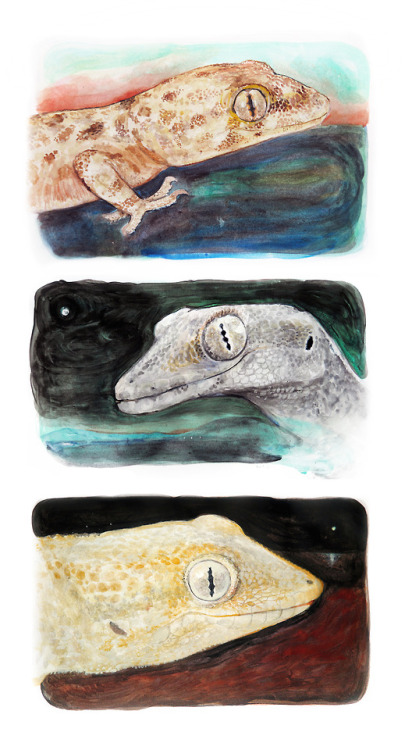 I painted three watercolours of Mediterranean gecko...