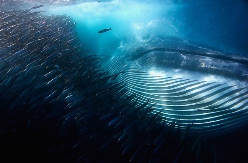 tangledwing - A whale of a mouthful by Michael AW (Australia). A...