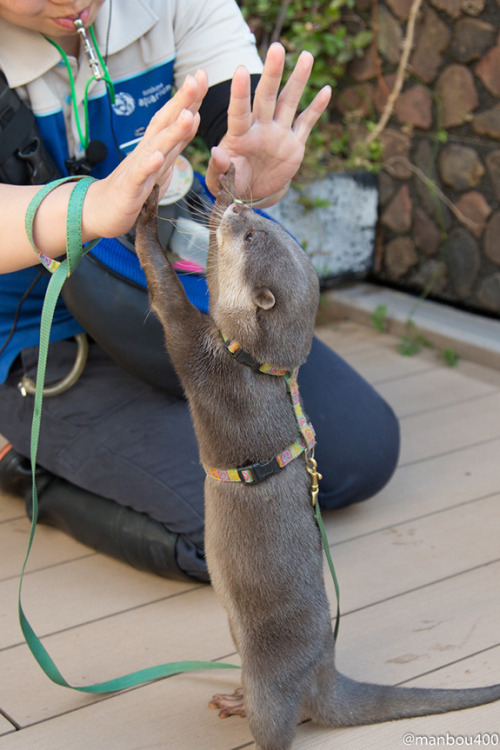 cuteanimalspics - Otter gives a double high five (Source - ...