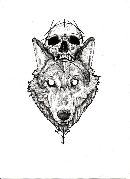 grey wolf skull | Tumblr