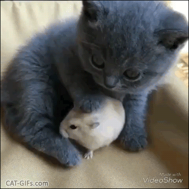 little kitten cute kitten gif | WiffleGif