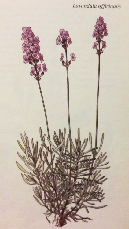 purest-witch - some beautiful old botanical illustrations from a...