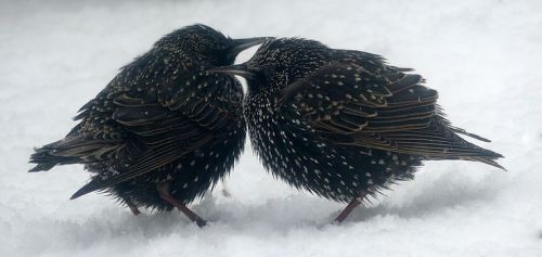 pagewoman:Starlings in Snow☆ ✮ ✯