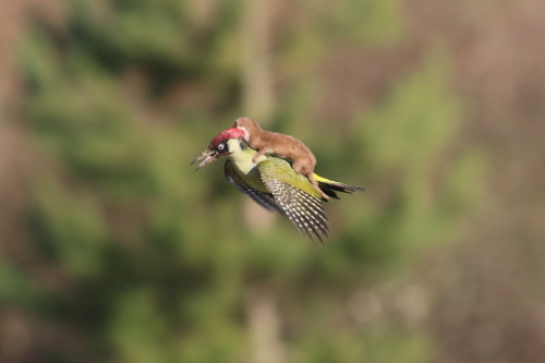 evnw - animals-riding-animals - baby weasel riding...