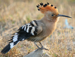 The hoopoe, the bird Fletchinder reminds me of (it helps that I named my Fletchling, Tereus, after a mythical Greek king who gets turned into a hoopoe).