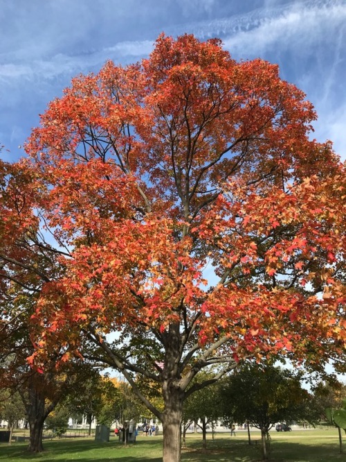 Autumn in Washington DC