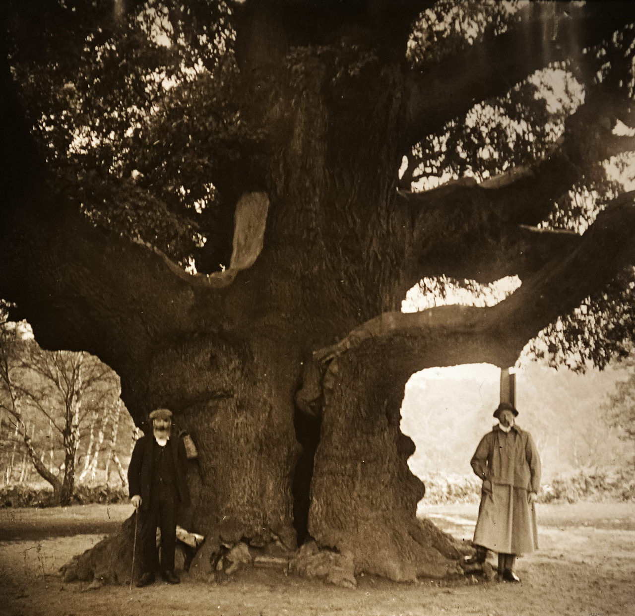 Robin Hoodâs Oak
Sherwood Forest, England
1908
Source: Andy Brill / flickr