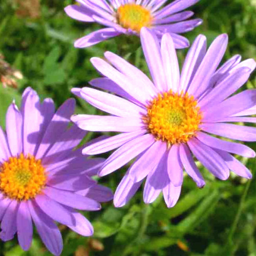 underthesamestar - Aster - in Japan, known as Shion (紫苑), the...
