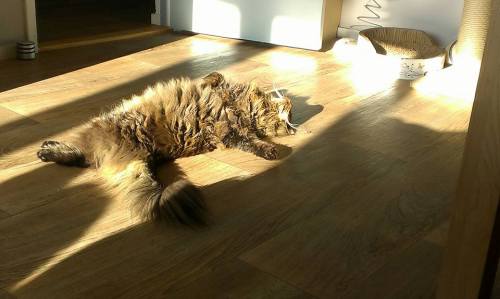catsbeaversandducks - The Sunbeam Has Claimed Another Victim“Oh...
