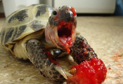 awesome-picz:Animals Eating Berries Look Like Horror Movie...
