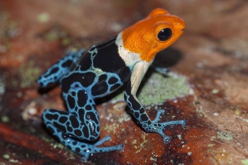 lovingexotics - Red-Headed Poison Frog Ranitomeya Fantastica ...