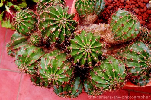 the-camera-shy-photographer - I love Cacti and Standen House had...