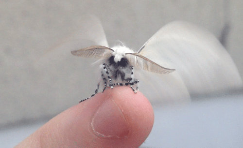 hotjewishboyfriendzz - fairies do exists because moths are...
