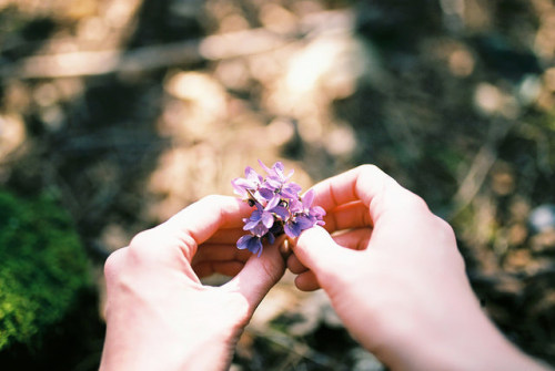 petalier:spring by janamartish on Flickr.