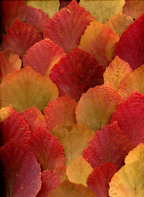 afaerytalelife - Horticultural Art - Autumn Leaves, by Fred Michel.