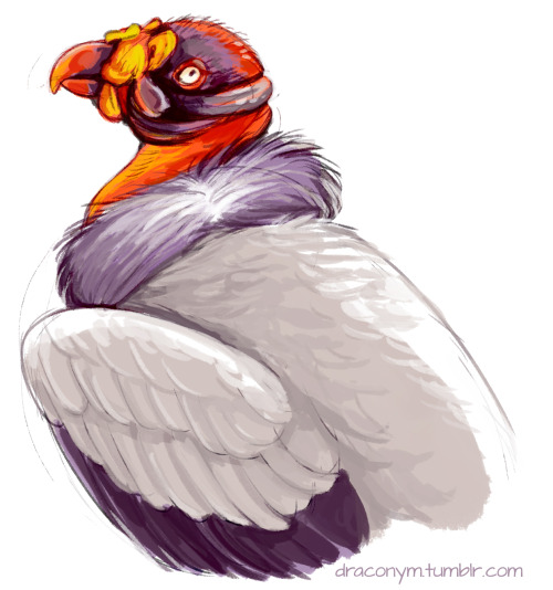 draconym - Decembird - colorful (king vulture).Included a process...