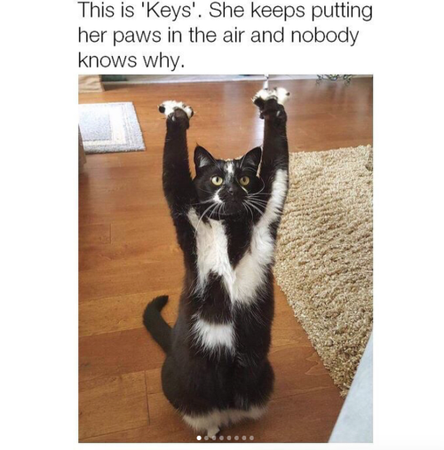 babyanimalgifs - PUT YOUR HANDS UP IN THE AIRSHE’S HARNESSING...