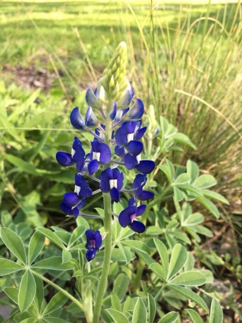 typhlonectes - Texas Bluebonnet (Lupinus texensis) in bloom,...